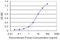 PMM2 Antibody (monoclonal) (M01)